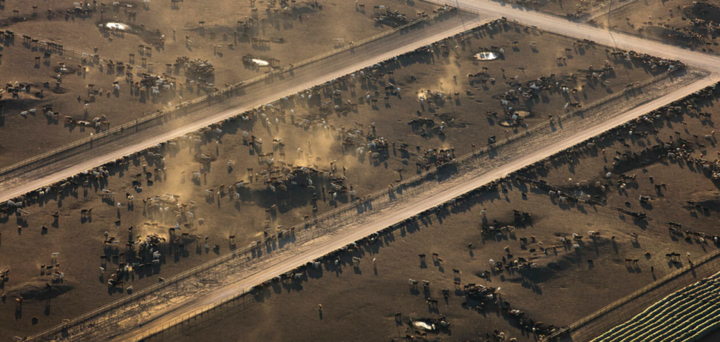 Figure 1. Animal Feeding Operation near Lubbock, Texas.