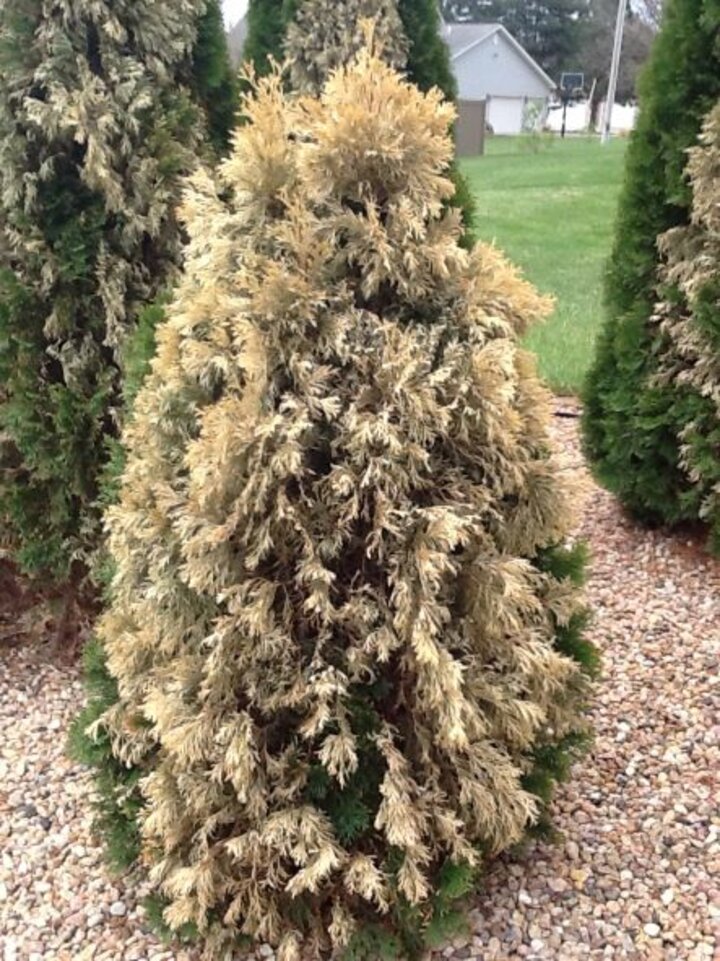Winter damage to arborvitae. 