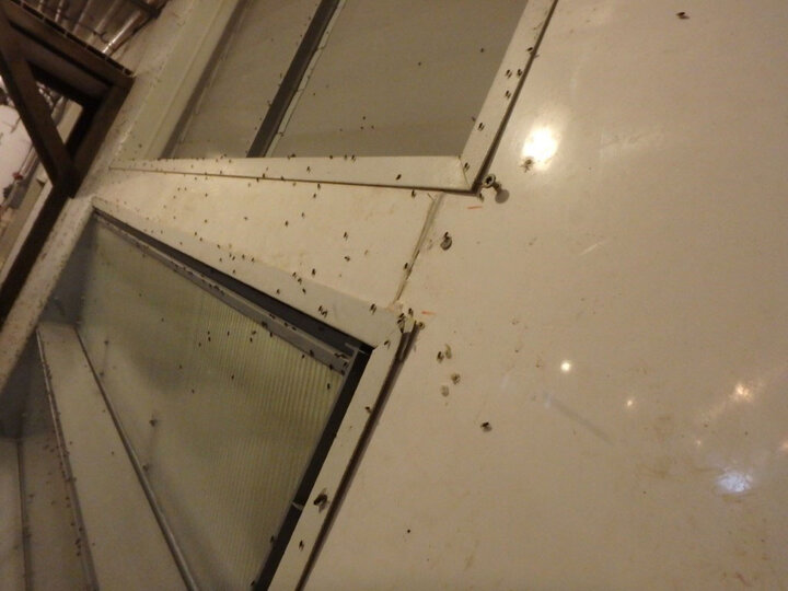Flies in a feeding operation