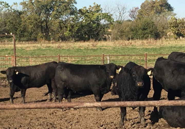 Cattle approaching end of feeding period when protein requirement is lower.