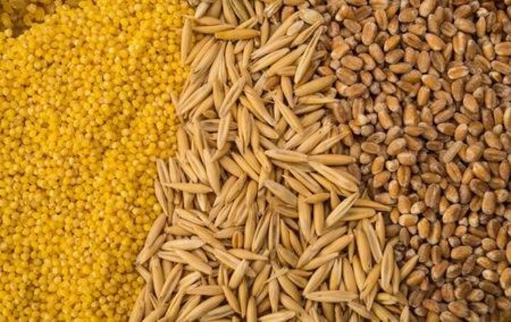 Figure 3: Different grains produce different amounts of methane.