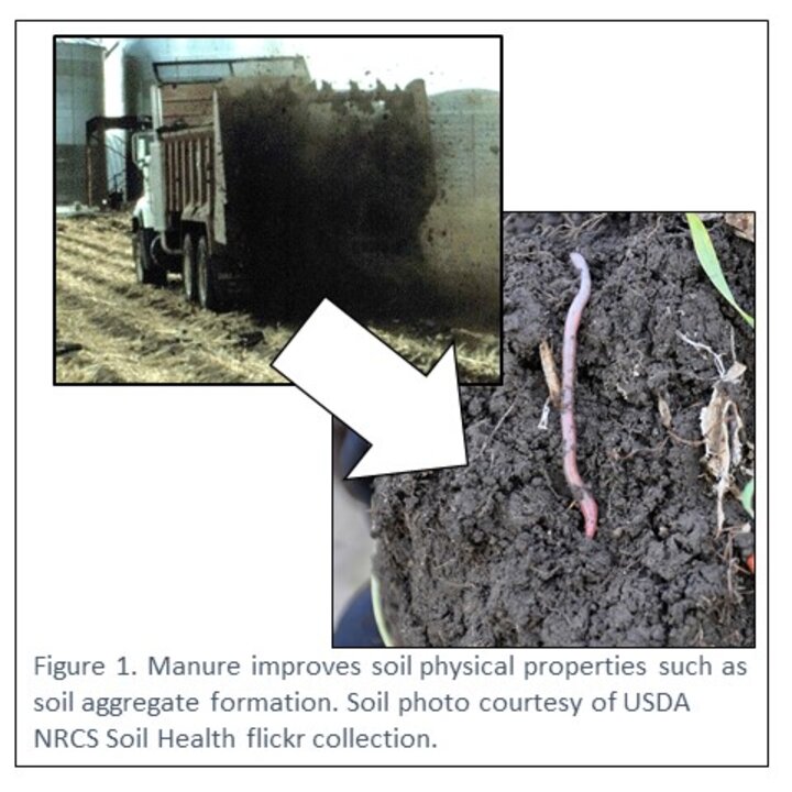 Figure 1. Manure improves soil physical properties such as soil aggregate formation. Soil photo courtesy of USDA NRCS Soil Health flickr collection.