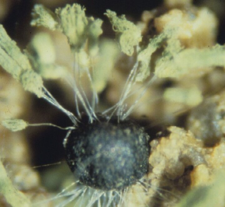 Some fungal structures can survive passage through animal digestive systems and produce spores that are dispersed in the air from manure.