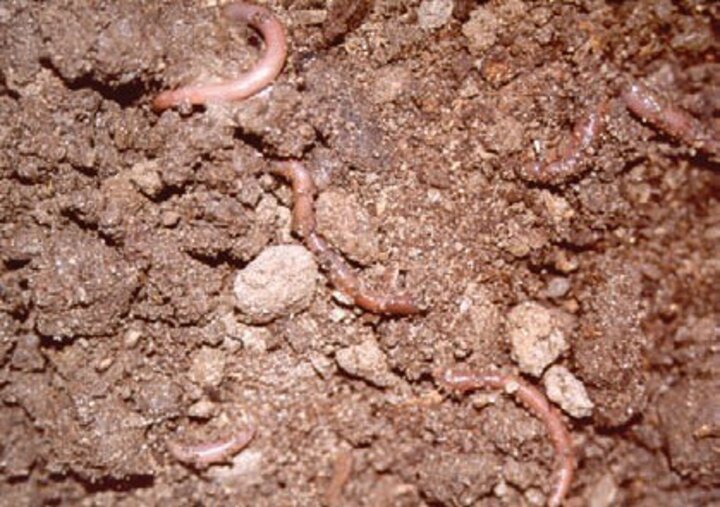 Long-term studies have shown that manure application can reverse the decline in organic matter.