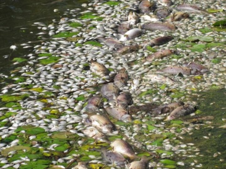 Photo of fish dead as a result of sandpit lake turnover