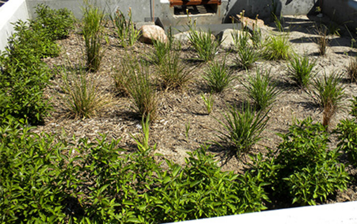 photo of bioretention garden