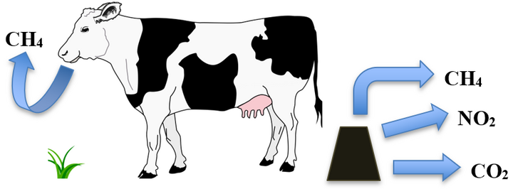 Green house emissions from beef cattle