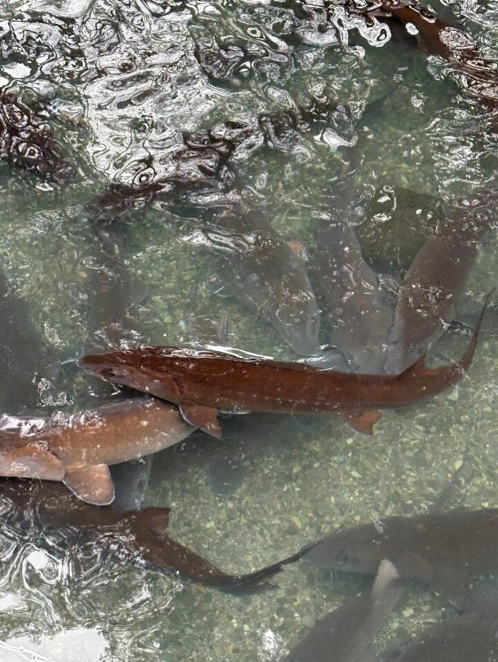 Image of sturgeon at UIHFCES c