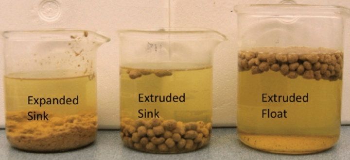 example of sinking fish feed vs floating. NOTE: feed in image was immersed in water for ~24 hr (dry feed is smaller than shown)