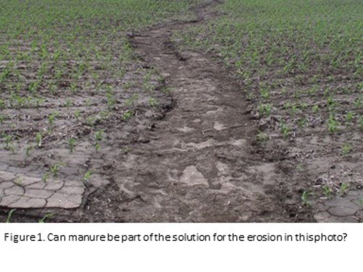 Figure 1.  Can manure be part of the solution for the erosion seen in this figure? Photo shows corn field with significant ephimeral gulley erosion developing.