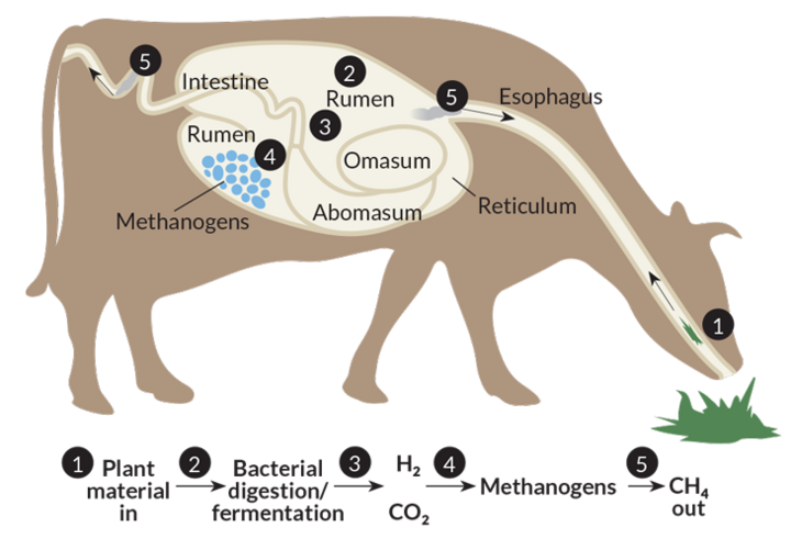Figure 2: Methane Production during digestion in cattle