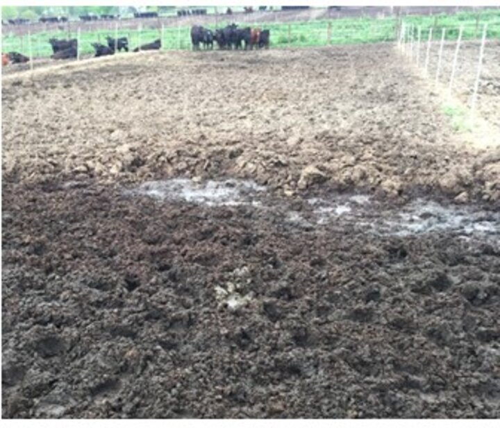 Figure 1.  Muddy feedlot conditions common in Nebraska in 2019 lead to poor animal performance, some health issues, and increased odors as temperatures warm.