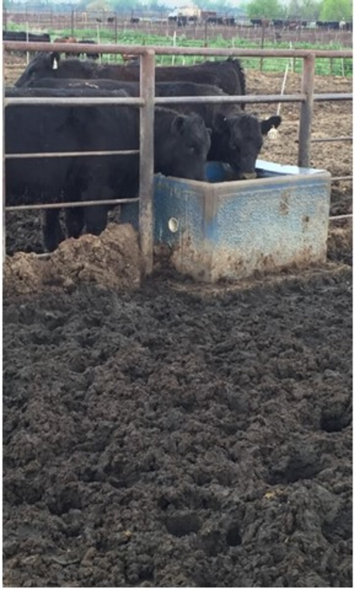 Figure 2. High risk areas such as behind feed bunks and near water tanks deserve special attention.