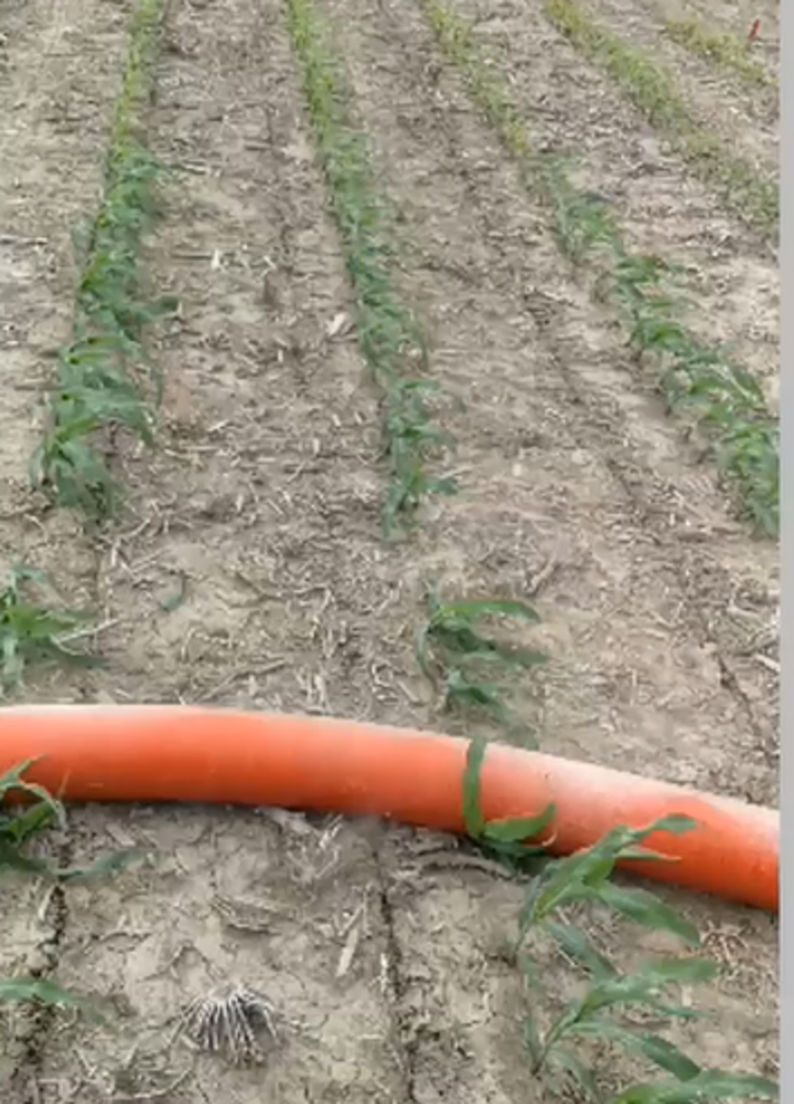 OSU field research hose damage