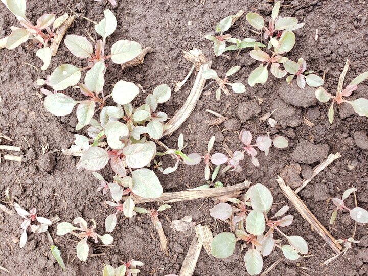 Palmer amaranth seedlings typically starts emerging in early May and continue emerging until end of August in Nebraska agronomic crops.  