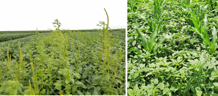 Glyphosate-resistant Palmer amaranth in soybean field (left) in south central Nebraska and atrazine/ALS inhibitors/ glyphosate-resistant Palmer amaranth in corn field (right) near Carleton, NE