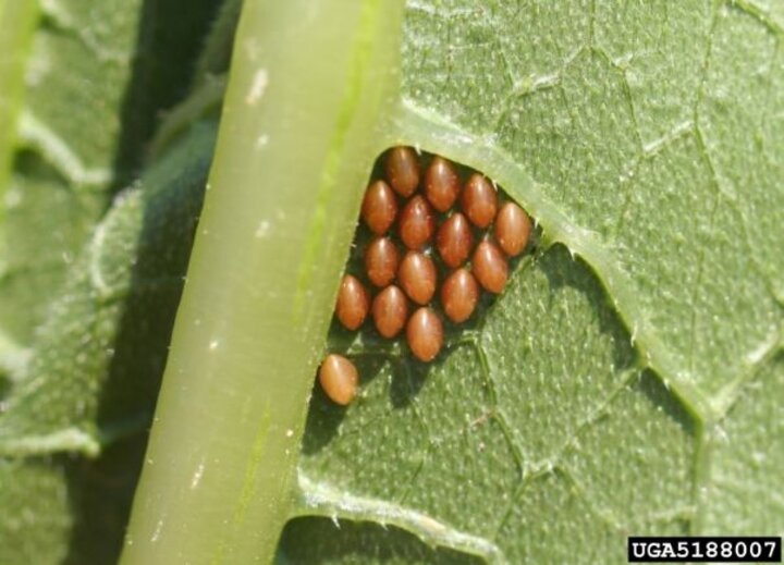 squash bug eggs