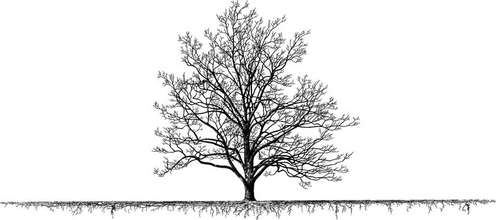 Tree Roots Diagram