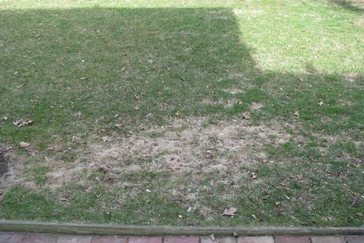 salt damage to turf