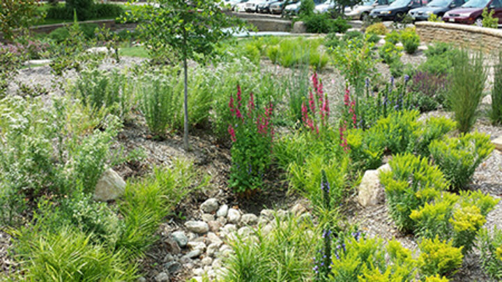 photo of bioretention garden