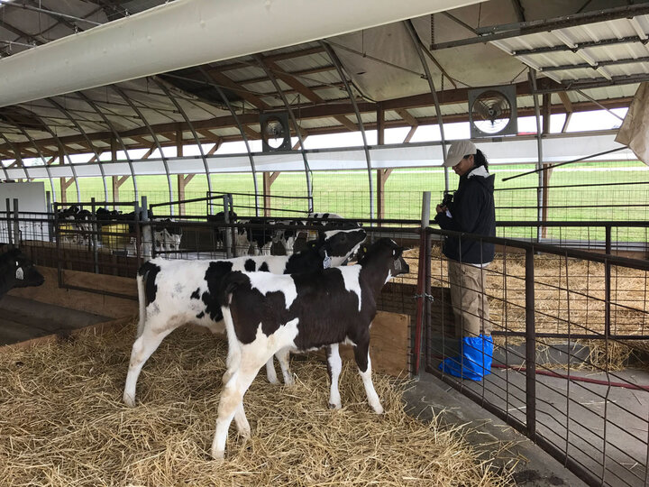 farm worker feeding two calves