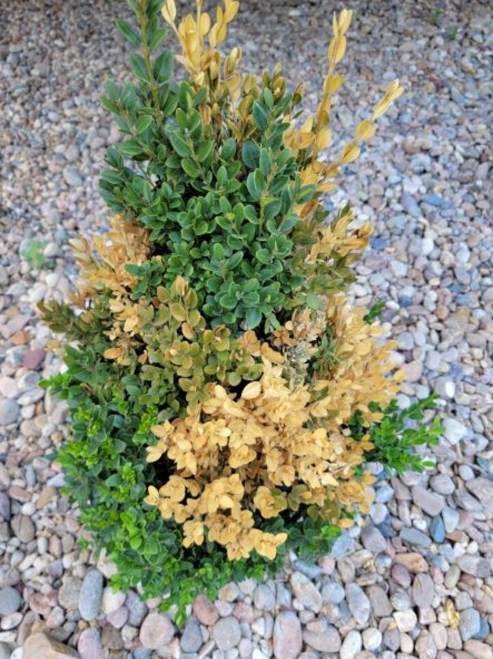 Typical boxwood winter injury, spring 2021.