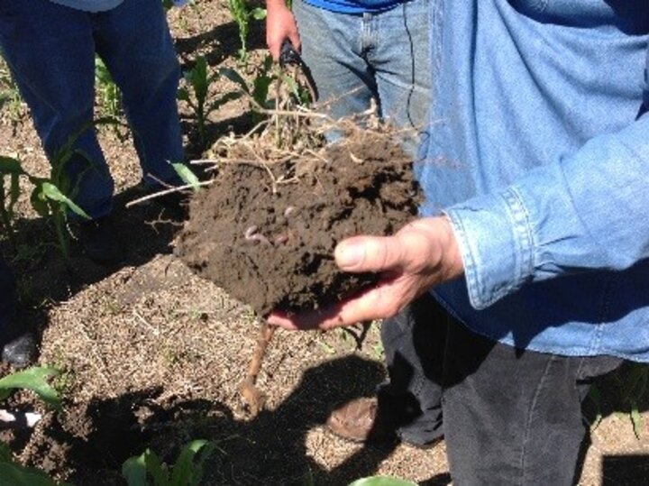 a producer holding soil