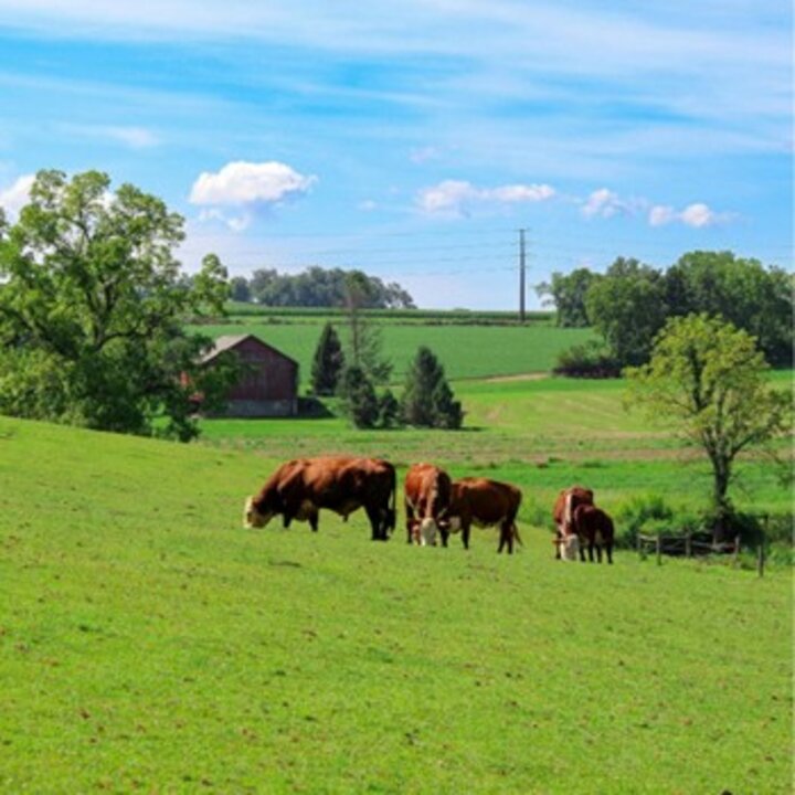 photo of cattle grazing on pasture