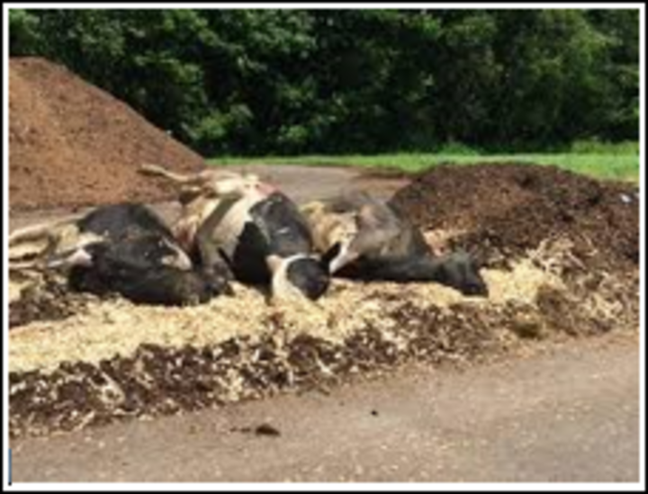 Carcass placement in a windrow compost pile (Source: USDA-APHIS)