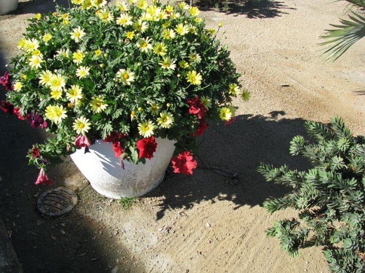 flowers in a pot
