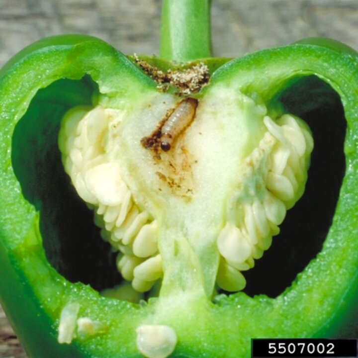 Corn Borer in Green Pepper.