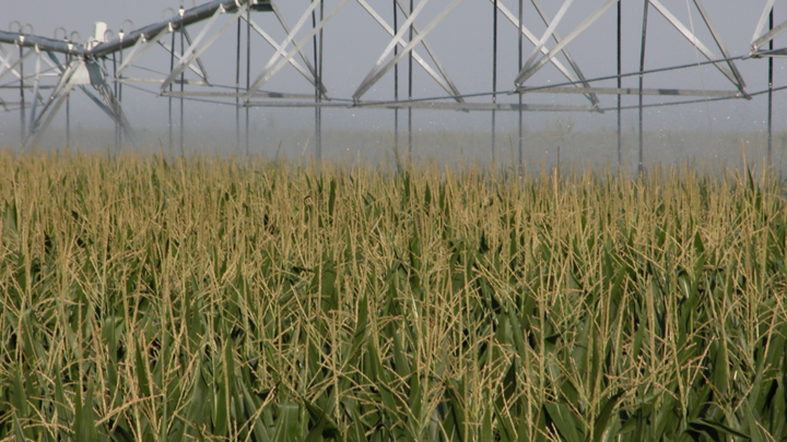 Corn field receiving irrigation in late season