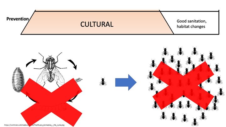 image describing breaking the fly reproductive cycle for control. Image credit Cassandra Olds, Kansas State University.