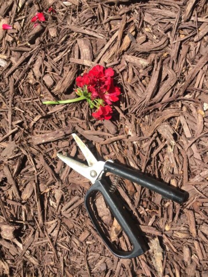 flower pruners