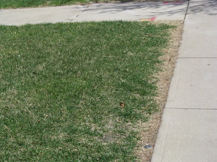 damage on the edge of a lawn from deicer salts in winter