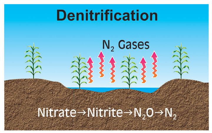 Denitrification Graphic.