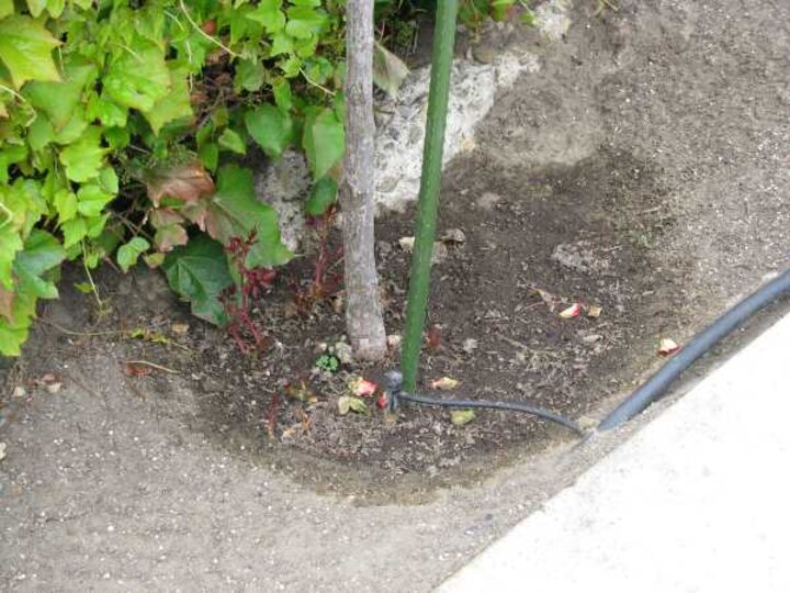 drip irrigation on a tree