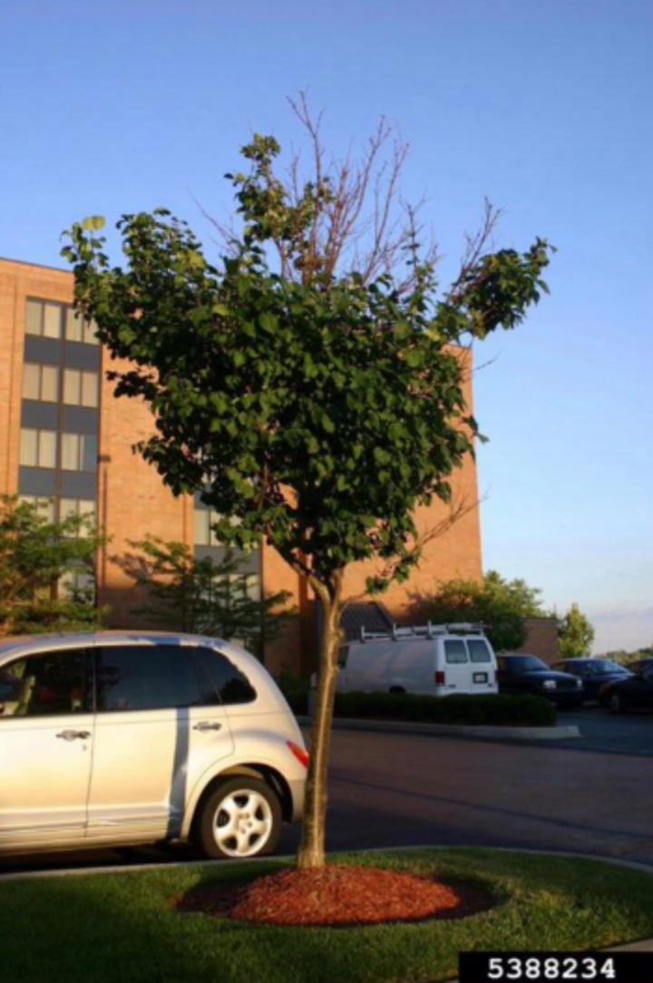 Tree with top dieback due to stress