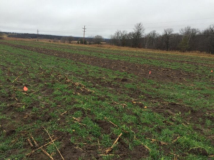 Cereal rye at same location two weeks after manure injection.