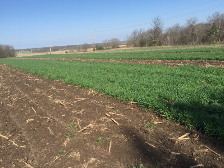 Spring rye growth at the same site.