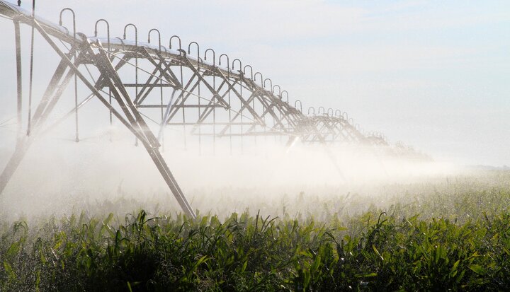 Center pivot irrigating corn
