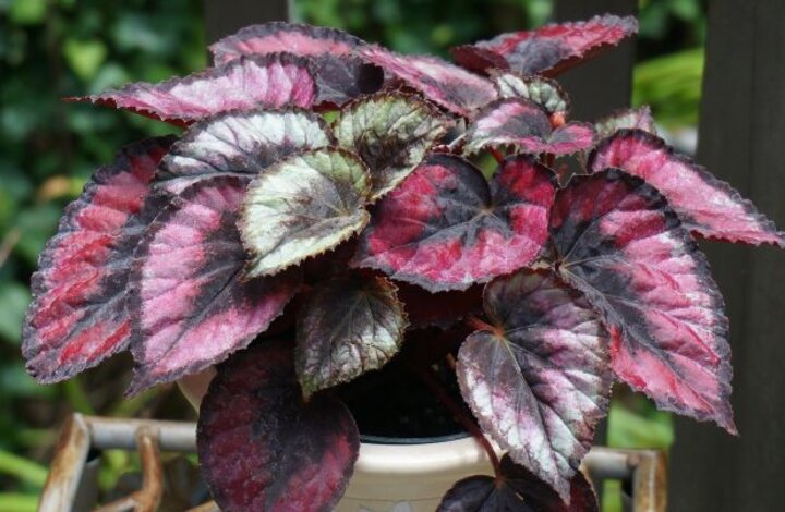 Rex begonia plant