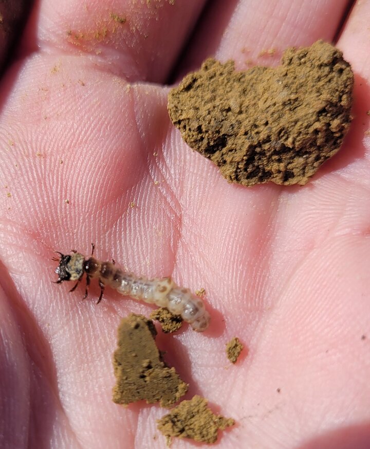 Salt Creek Tiger Beetle larvae in a volunteer's hand at the 2026 release
