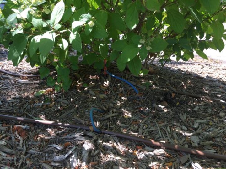 sprinkler hose setup