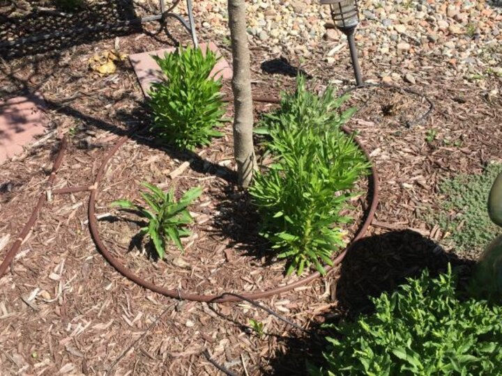 final landscaping, with the sprinkler head hidden by shrubs