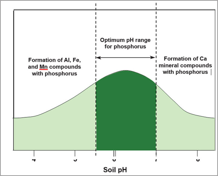 Soil phosphorus as affected by soil pH.