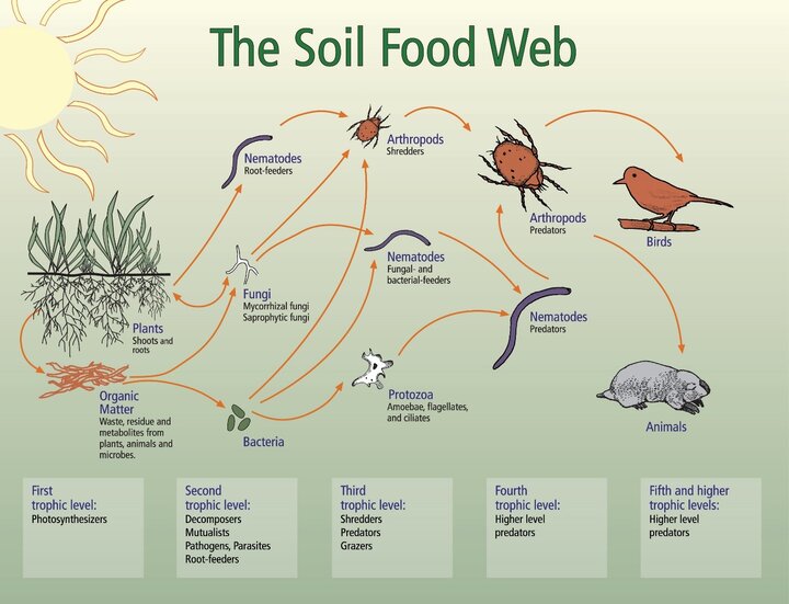 Trophic levels of the soil food web