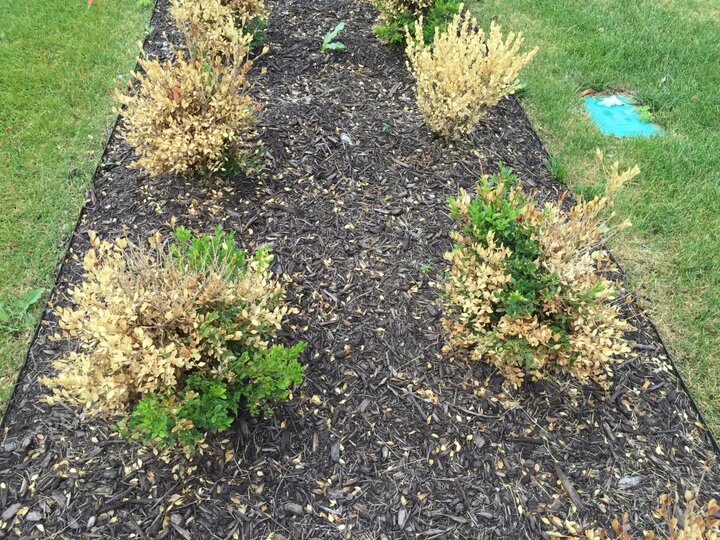landscape bed of boxwoods with winter injury