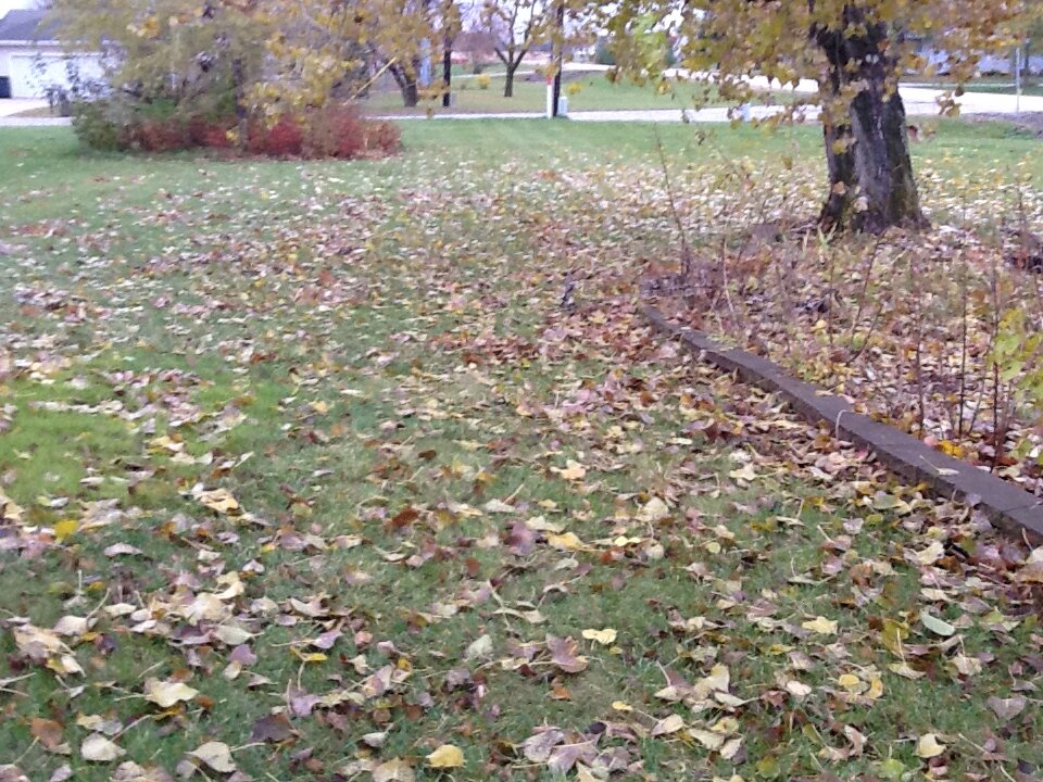 Leaves on the lawn in the fall