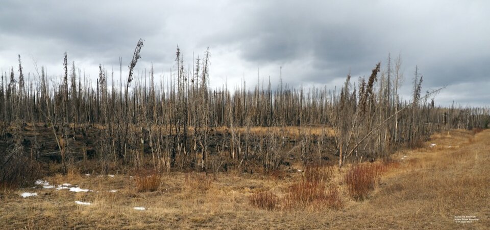 Burn area from the Mullen fire along Wyoming Hwy 230. Photo by Gary Stone.